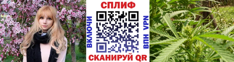 Купить закладки  Шатура  Марихуана сатива 